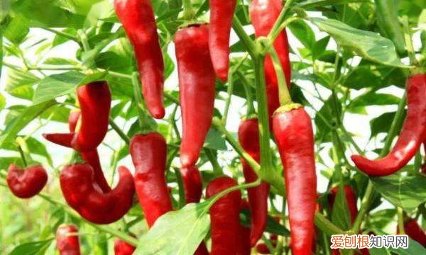 种辣椒用什么肥料，种辣椒茄子用什么肥料