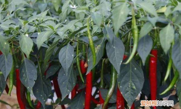 种辣椒用什么肥料，种辣椒茄子用什么肥料