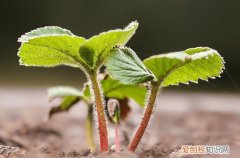 2023年谷雨不能做什么 谷雨为何要“吃春”