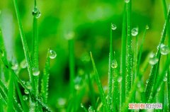 谷雨的寓意和祝福 有哪些适合谷雨节气的祝福语