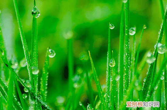 谷雨的寓意和祝福 有哪些适合谷雨节气的祝福语