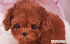 狗狗疝气怎么办，狗狗脐疝怎么治疗最有效