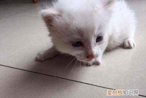 猫肛门流黄水是怎么了,猫咪肛门两边流出腥臭的液体怎么回事