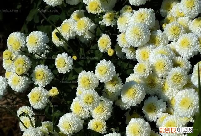 夏天喝哪种菊花茶合适 夏天喝菊花配什么茶才有效