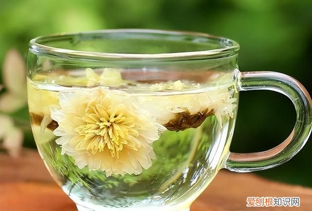 夏天喝哪种菊花茶合适 夏天喝菊花配什么茶才有效