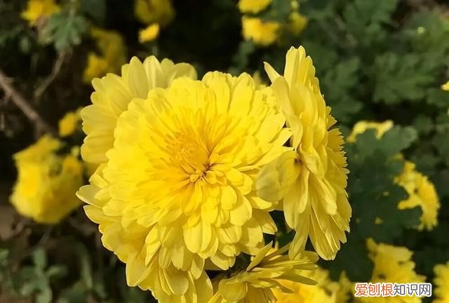 夏天喝哪种菊花茶合适 夏天喝菊花配什么茶才有效