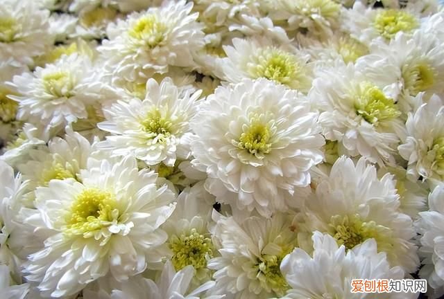 夏天喝哪种菊花茶合适 夏天喝菊花配什么茶才有效