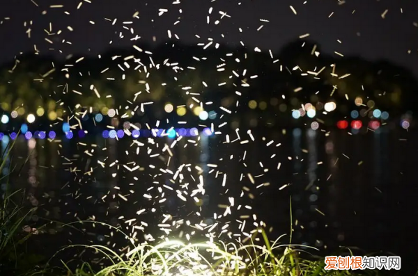 墙上灯的开关怎么拆卸，屋里灯亮有小飞虫怎么消灭