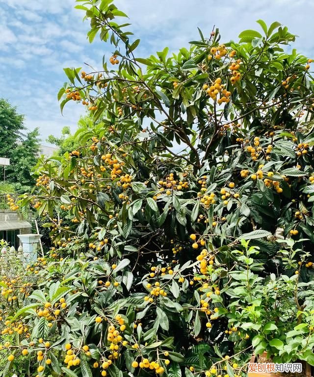 自制枇杷膏放冰箱是冷冻还是保鲜 自制枇杷膏