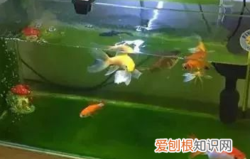 绿苔怎么清理,鱼缸绿苔怎么清洗掉