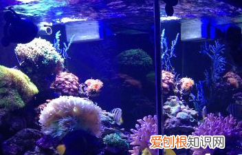 绿苔怎么清理,鱼缸绿苔怎么清洗掉