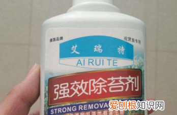 绿苔怎么清理,鱼缸绿苔怎么清洗掉