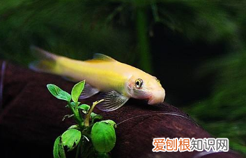 绿苔怎么清理,鱼缸绿苔怎么清洗掉