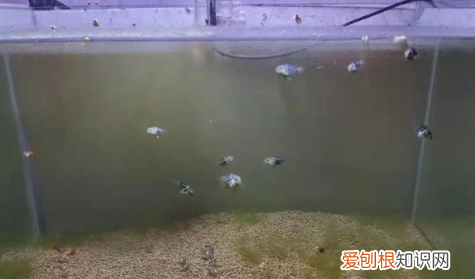 绿苔怎么清理,鱼缸绿苔怎么清洗掉