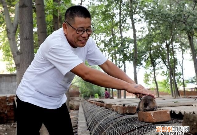 河北辛集老王养殖麝香鼠
