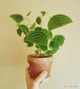 蝙蝠草的种植方法,铺地蝙蝠草冬天养护