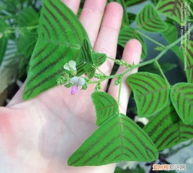 蝙蝠草的种植方法,铺地蝙蝠草冬天养护