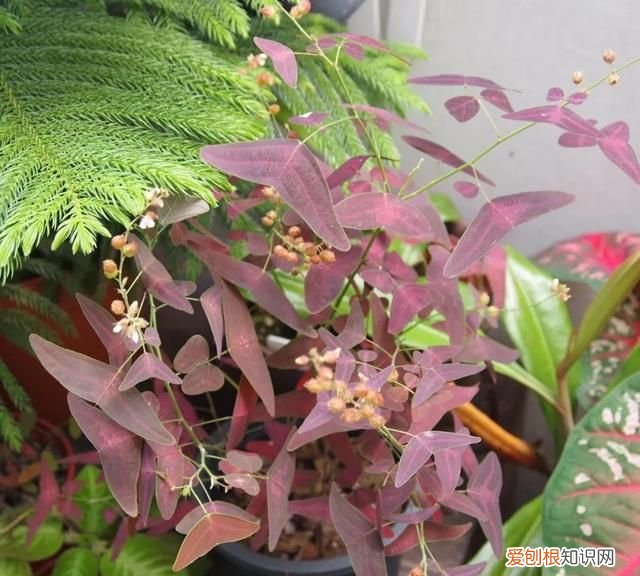 蝙蝠草的种植方法,铺地蝙蝠草冬天养护