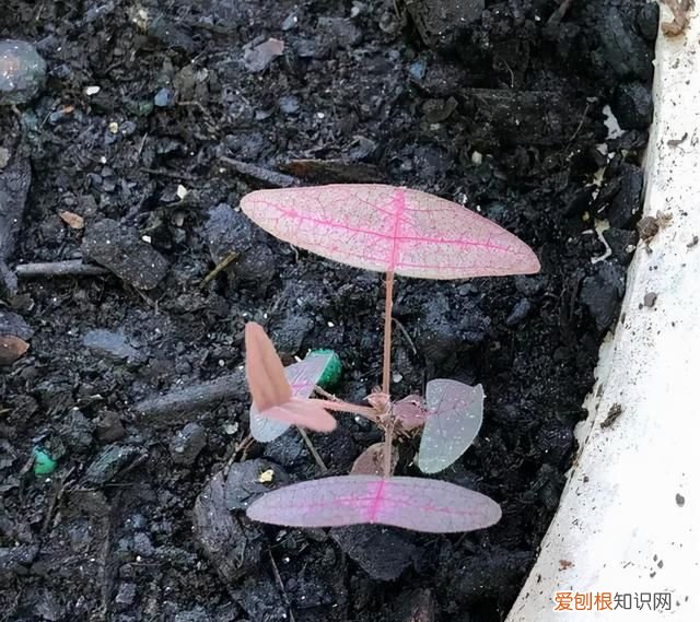 蝙蝠草的种植方法,铺地蝙蝠草冬天养护