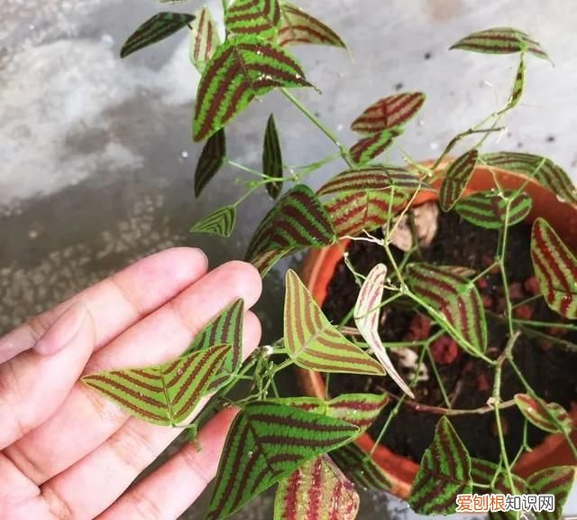 蝙蝠草的种植方法,铺地蝙蝠草冬天养护