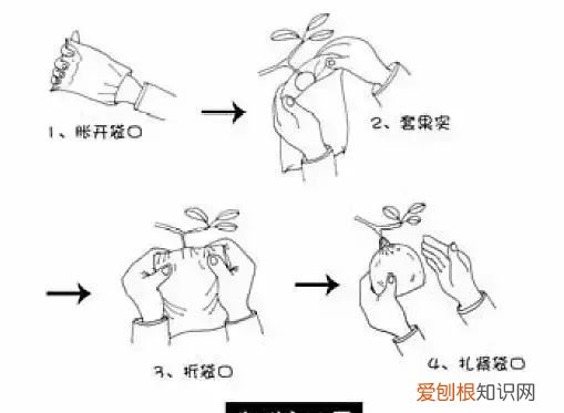 图解梨树套袋技术