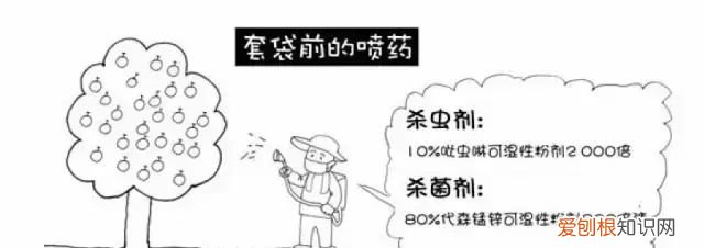 图解梨树套袋技术