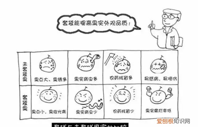 图解梨树套袋技术