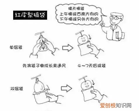 图解梨树套袋技术