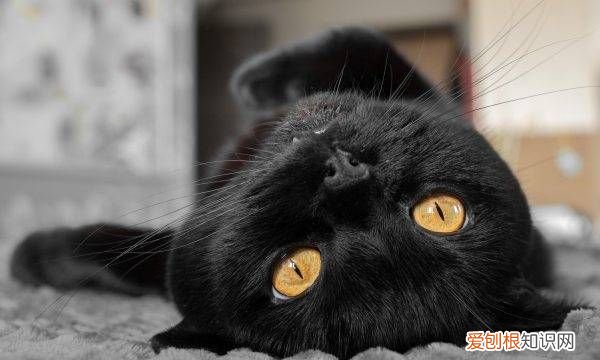 黑猫投诉怎么撤销，黑猫投诉平台怎么撤销申请