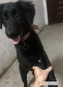 黑金毛叫什么，金毛下崽是黑色的叫什么犬种