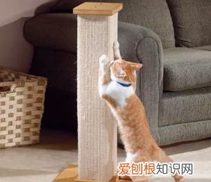 猫为什么要掉毛，猫为什么抓猫抓板