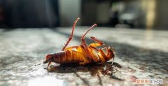 蟑螂怕花露水吗，为什么必须清理蟑螂尸体