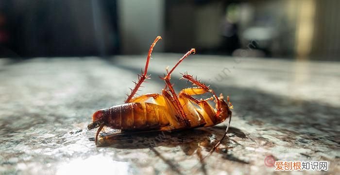 蟑螂怕花露水吗,为什么必须清理蟑螂尸体