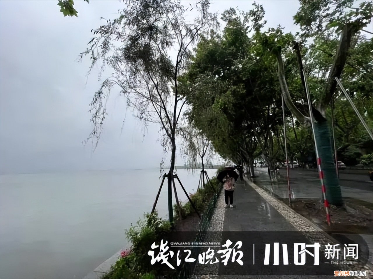杭州市委书记就西湖柳树移栽致歉