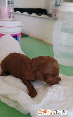 20天的小狗能养活,刚出生几天的小狗一直叫是什么原因