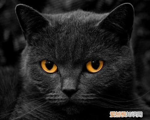 猫咪的品种,黑色猫咪什么品种好看
