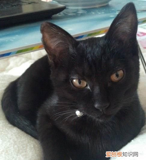 猫咪的品种,黑色猫咪什么品种好看
