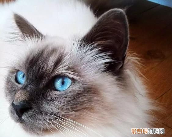 猫咪的品种,黑色猫咪什么品种好看