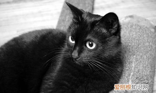 猫咪的品种,黑色猫咪什么品种好看