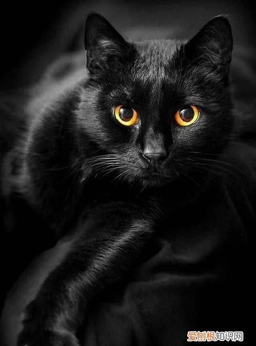 猫咪的品种,黑色猫咪什么品种好看