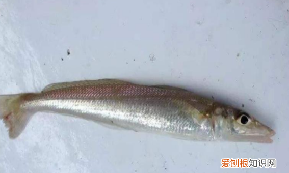 沙滩上怎么钓鱼，海滩钓鱼技巧教程