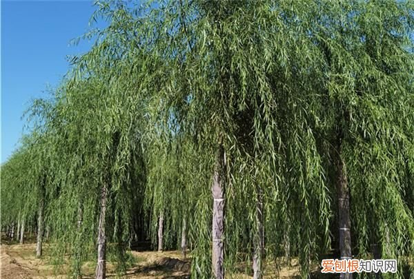 柳树的特点和作用,柳树的功效和作用是什么