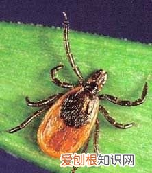 消灭屋里蜱虫用什么药，家里有蜱虫怎么才能彻底消灭