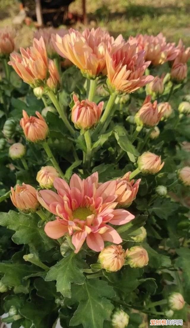 马金红‖如歌的祭奠