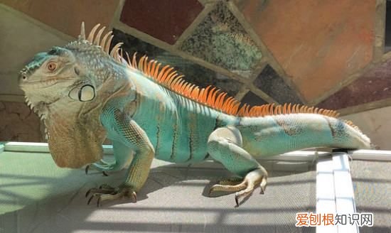 蜥蜴吃什么，小蜥蜴吃什么食物