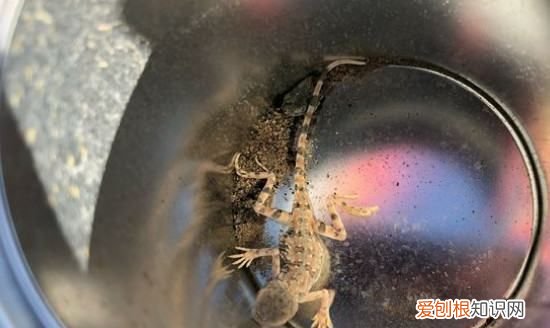 蜥蜴吃什么，小蜥蜴吃什么食物