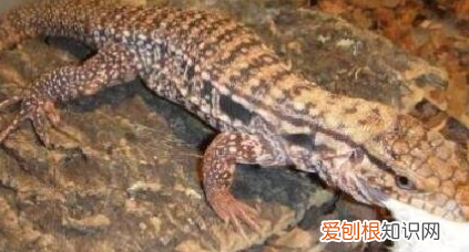 蜥蜴吃什么，小蜥蜴吃什么食物