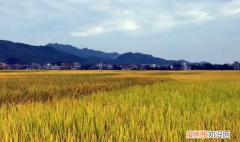 稻田的优美句子摘抄，形容金黄稻田的唯美句子