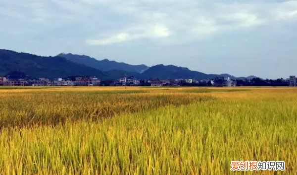 稻田的优美句子摘抄，形容金黄稻田的唯美句子