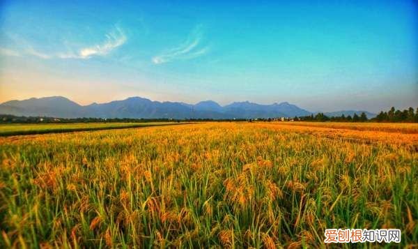 稻田的优美句子摘抄,形容金黄稻田的唯美句子